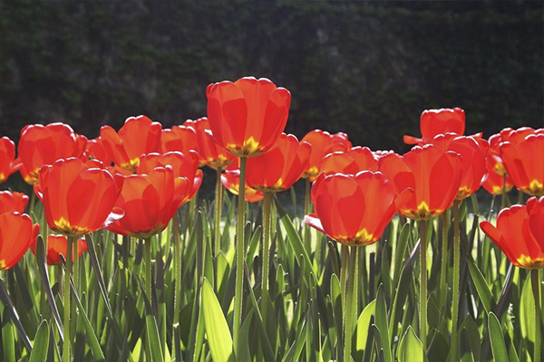 How to: Handle Hay fever in your Home