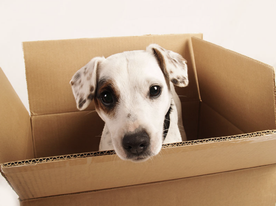 Rentvesting: The Ups and Downs To Know