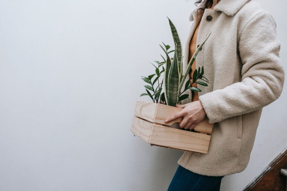 move-plants