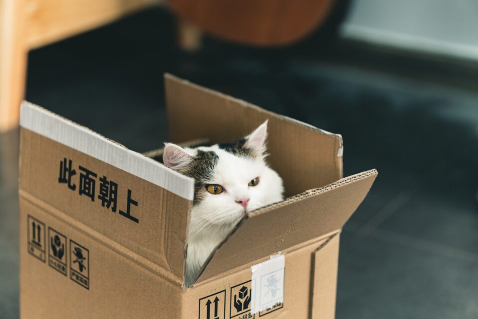 move-with-the-cat