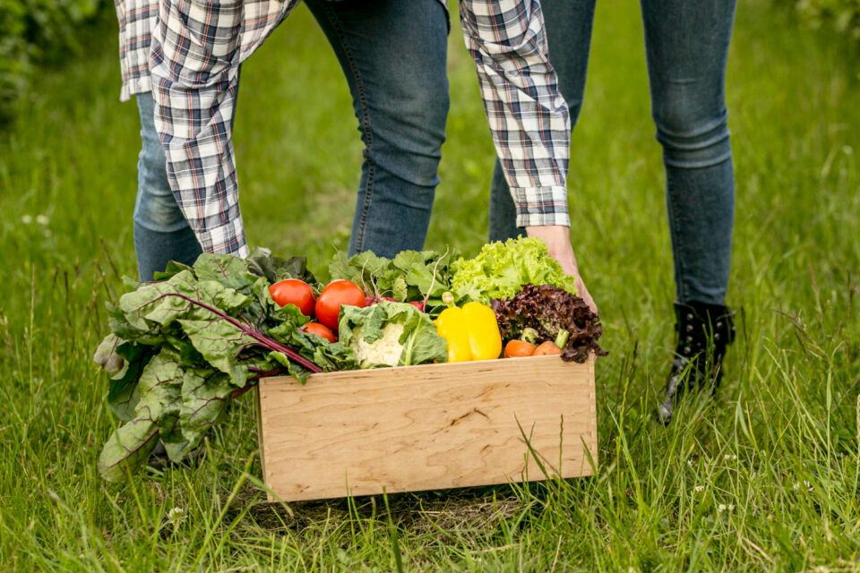 Person holding basket of vegetables